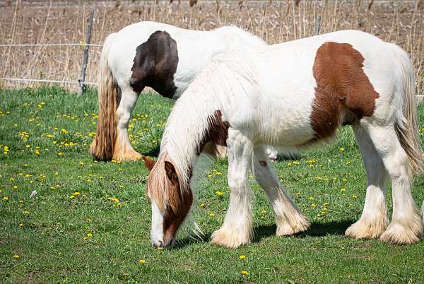 was-gelded-gelding