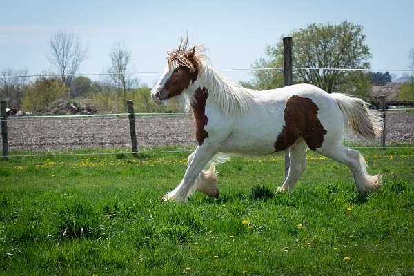 sorrel-tobiano-horse