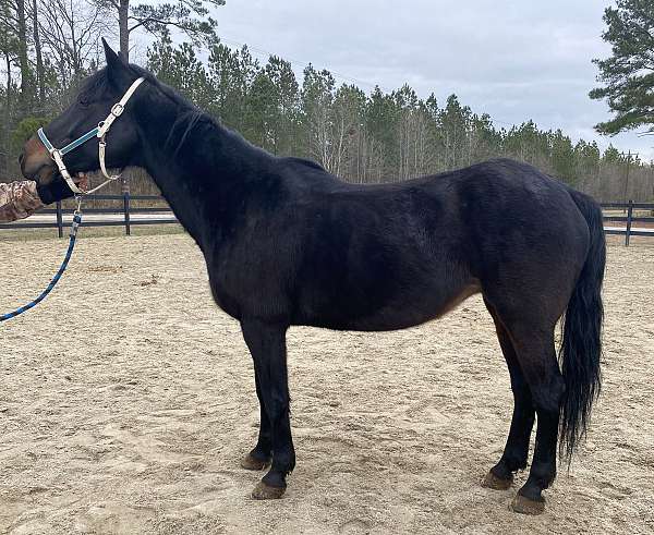 black-quarter-horse-mare