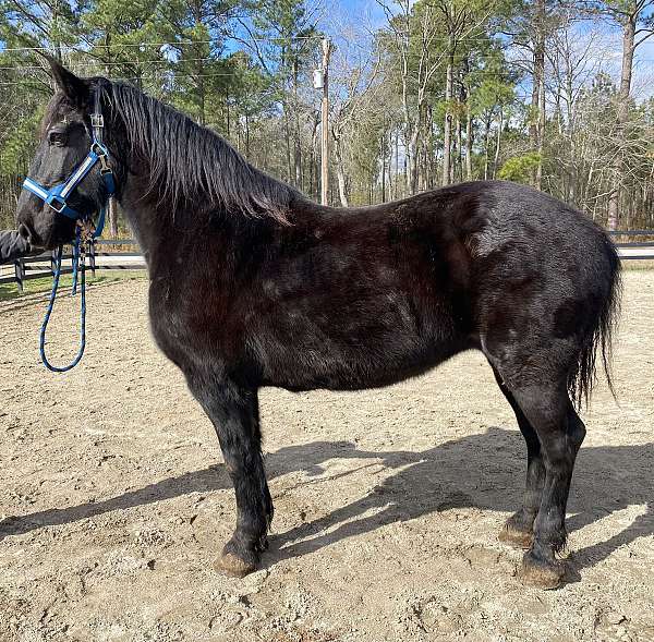 black-percheron-mare