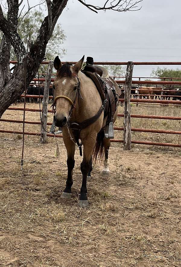 star-left-hind-sock-horse