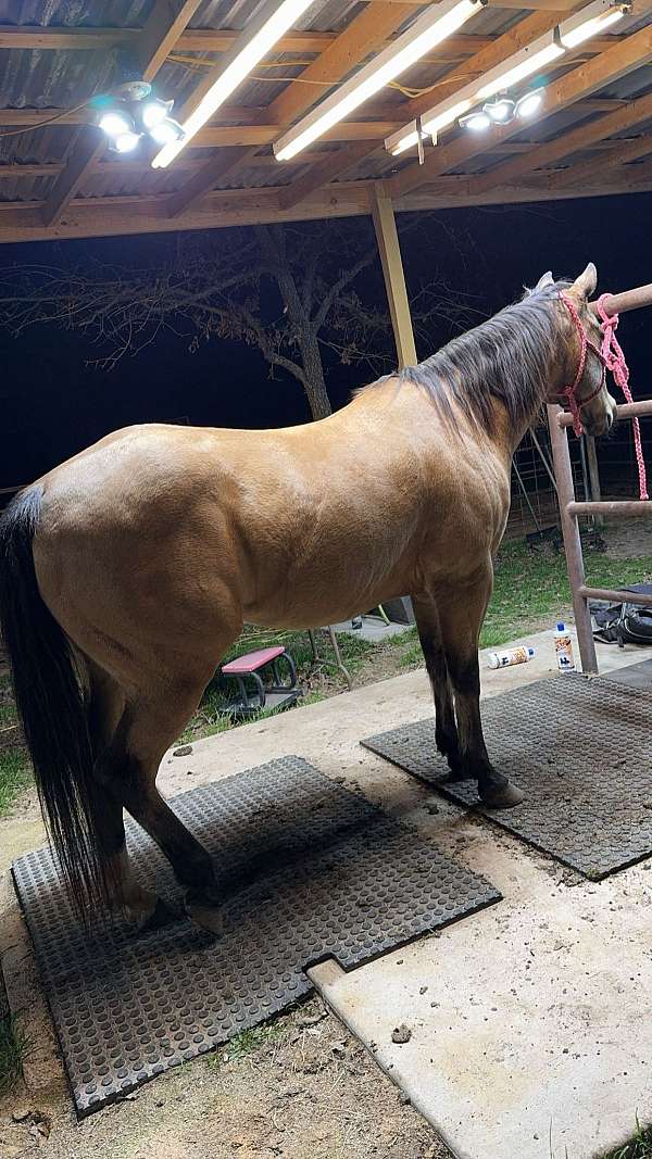 ranch-work-quarter-horse