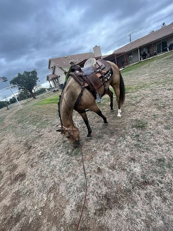 buckskin-star-left-hind-sock-horse