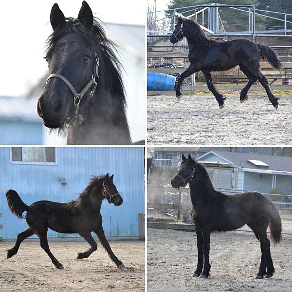 black-friesian-filly