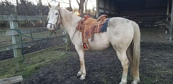 cross-appaloosa-palomino-horse