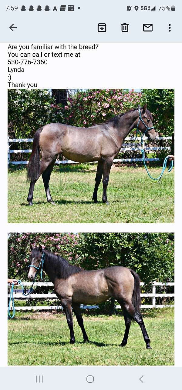 andalusian-filly
