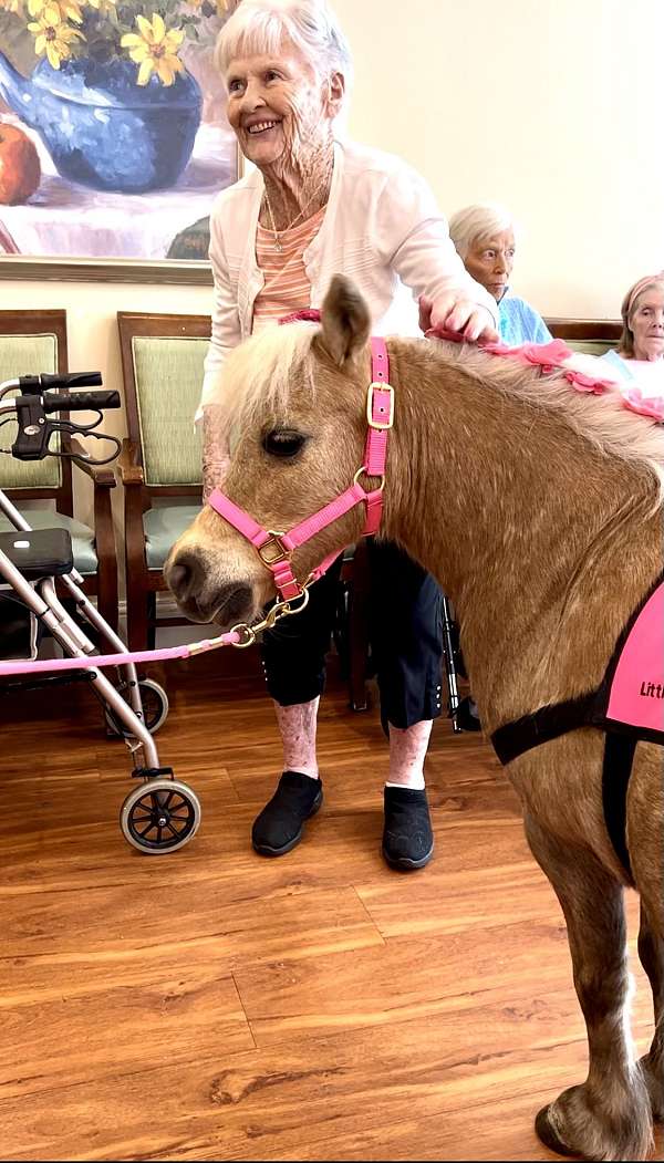 therapy-miniature-horse