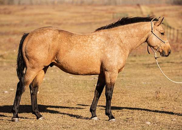 buckskin-cutting-pony