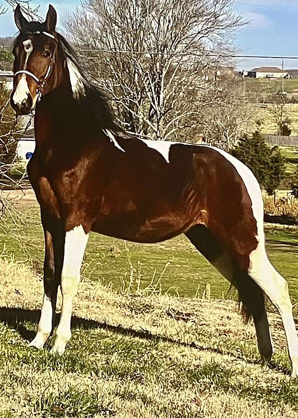 coggins-is-current-spotted-saddle-horse