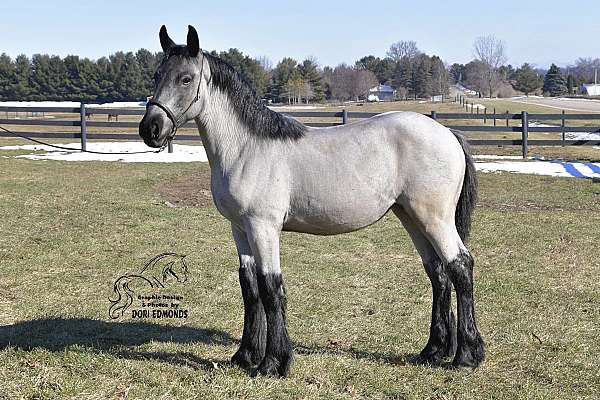 blue-roan-breeding-western-pleasure-horse