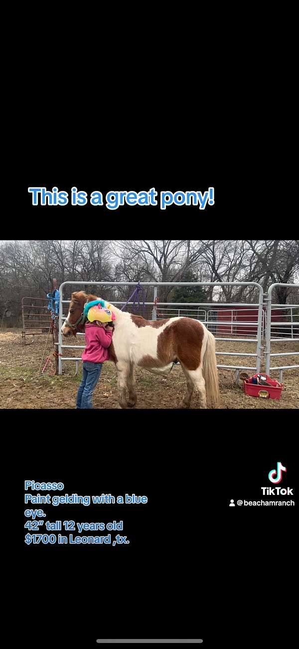 pony-gelding