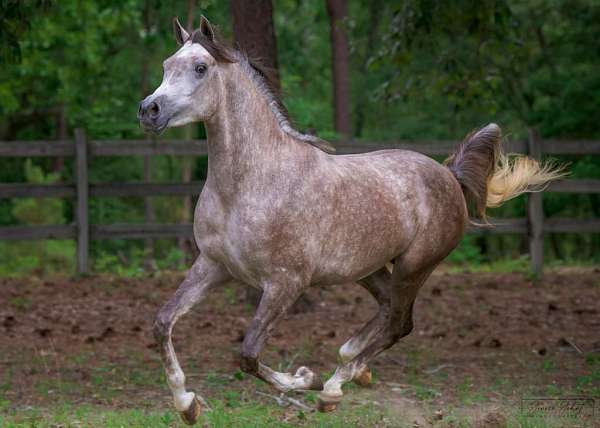 ansata-hejazi-arabian-horse