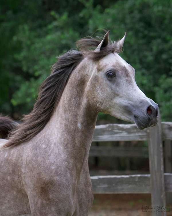 character-arabian-horse
