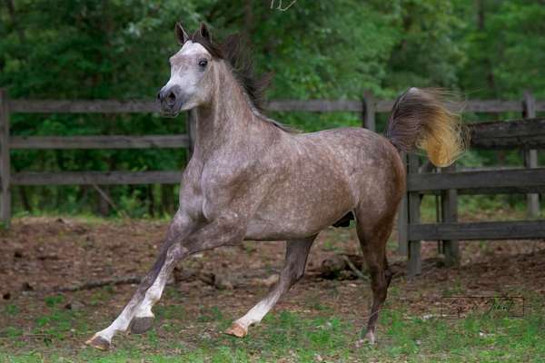 imperial-al-kamar-arabian-horse