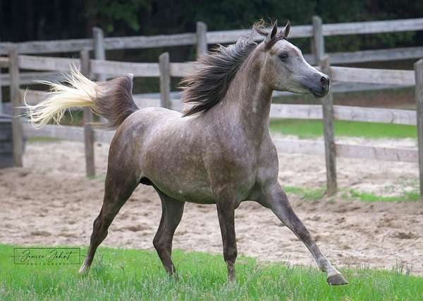 international-arabian-horse