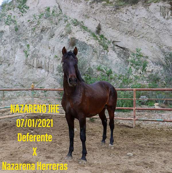 isabelo-andalusian-colt-stallion