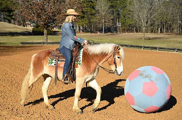 ranch-riding-haflinger-pony