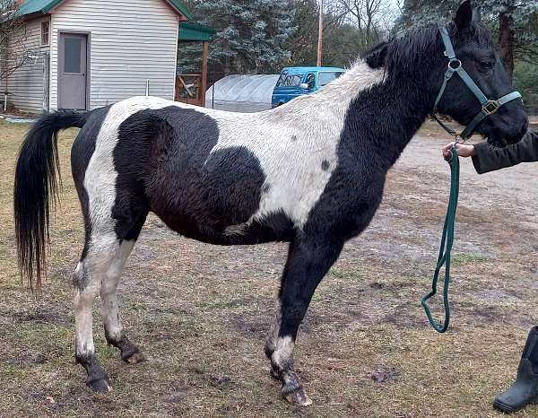 black-white-horse