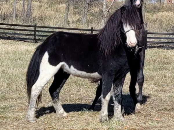 black-white-icelandic-horse
