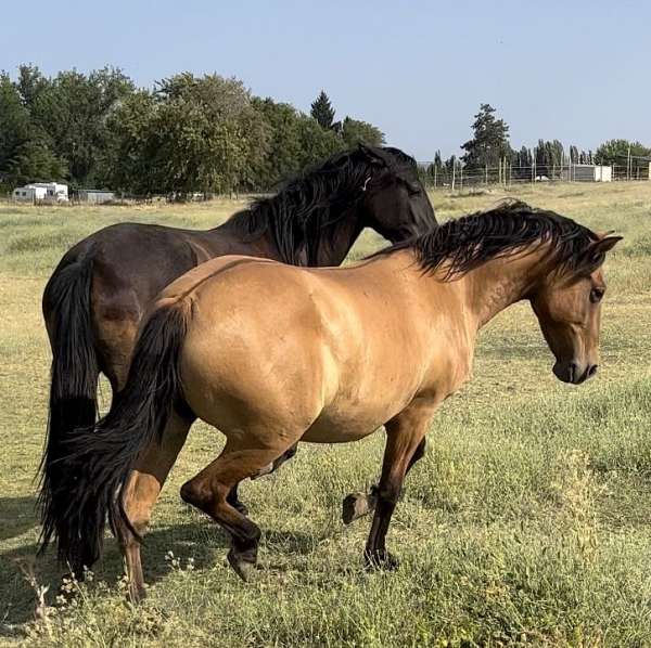 dun-andalusian-bay-pre-andalusian-horse