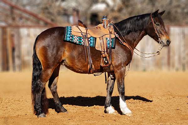 draft-horse-for-sale