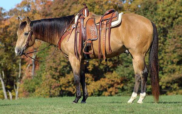buckskin-playd-horse