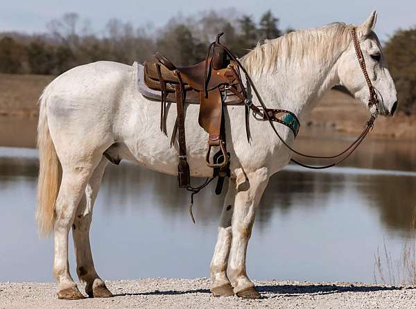 honoverian-horse