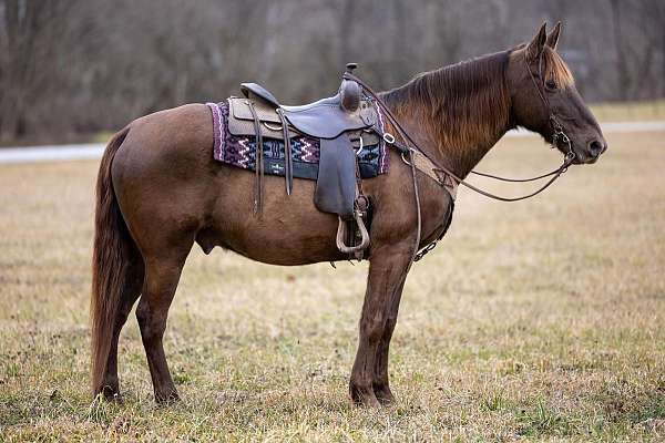 auction-rocky-mountain-pony