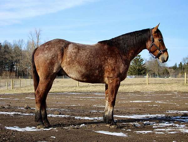 gypsy-vanner-pony