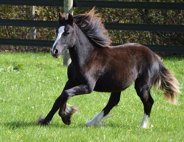 two-matched-hind-stockings-e-horse