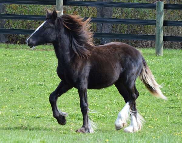 two-matched-hind-stockings-e-horse