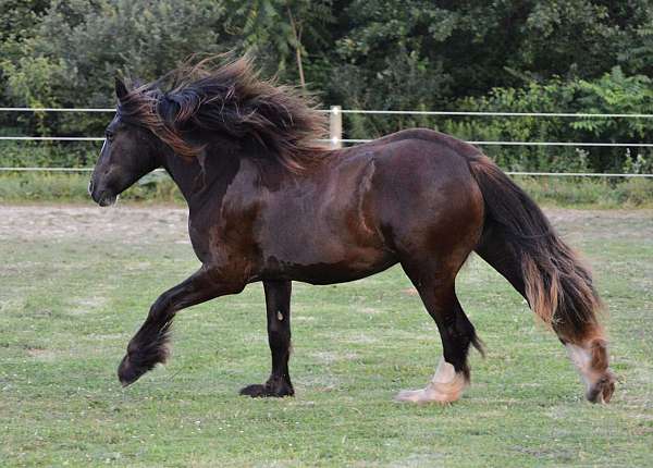 two-matched-hind-stockings-e-horse
