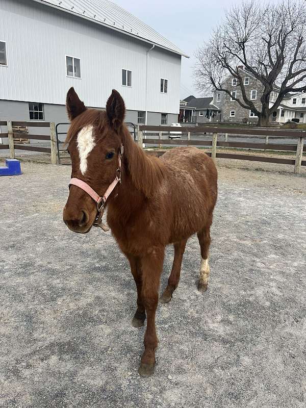 quarter-horse-filly