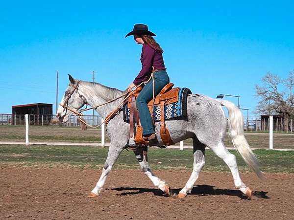 paint-markings-on-appaloosa-coat-high-stockings-horse