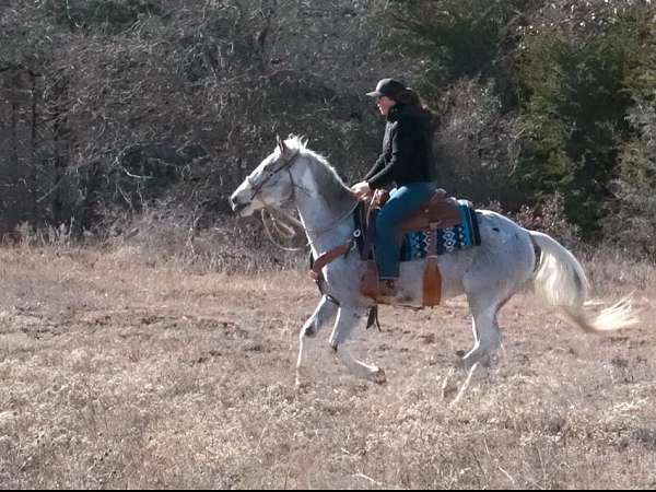 western-appaloosa-horse