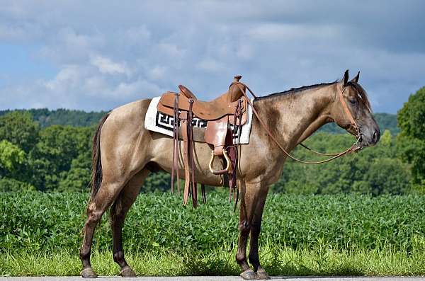 rodeo-quarter-pony