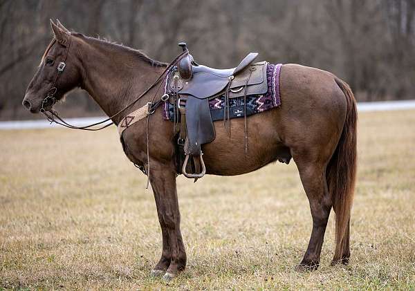 available-rocky-mountain-pony