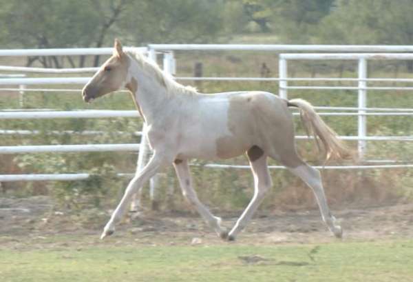 palomino-white-andalusian-horse