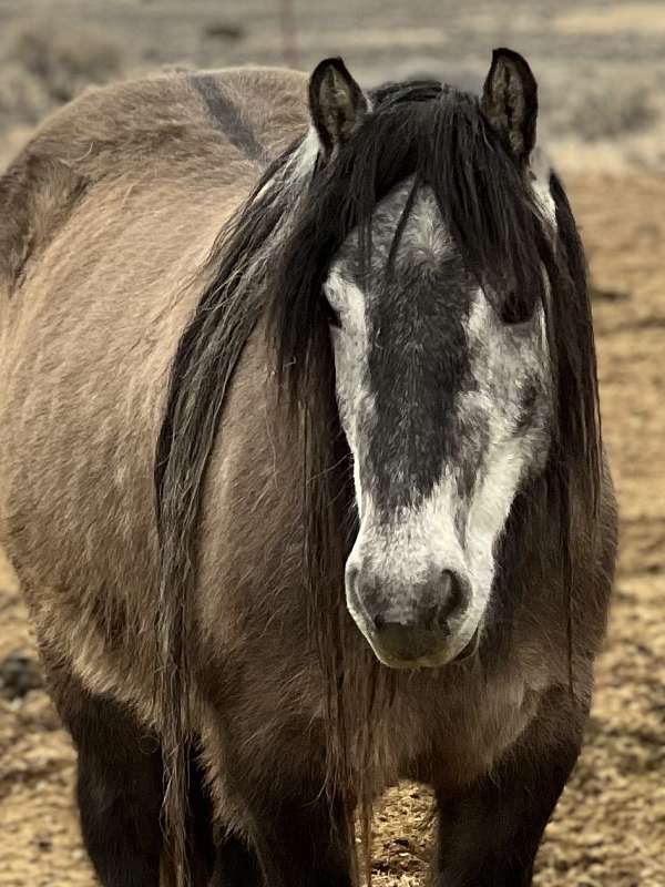 highland-pony-mare