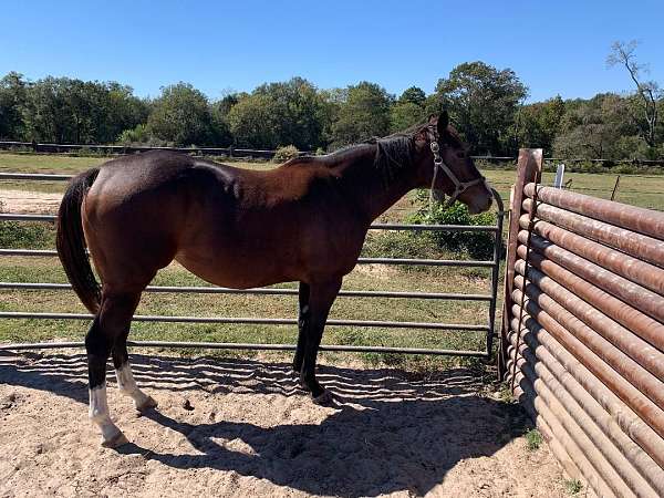 forestry-horse