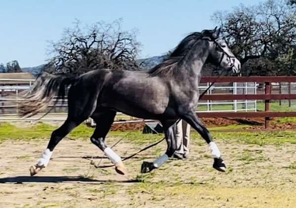 ancce-papers-andalusian-horse