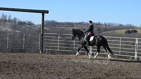 black-4-white-socks-horse