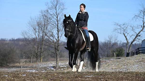 black-4-white-socksstar-horse
