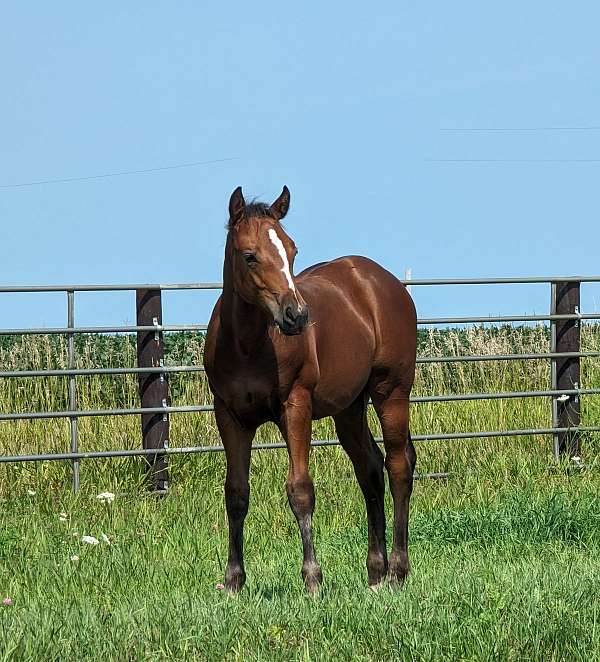 versatile-cow-horse-prospect-ranch-quarter