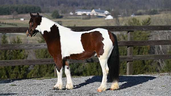 most-handsome-pony