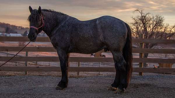 blue-roan-beginner-horse
