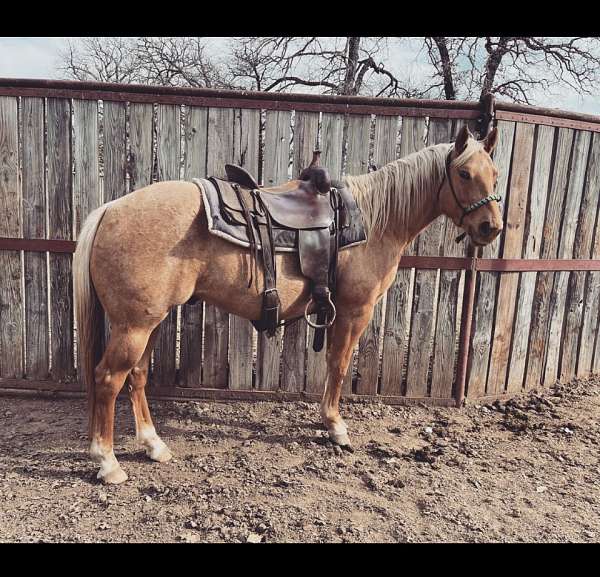 ranch-prospect-gypsy-vanner-horse