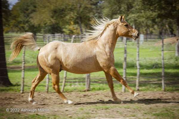 really-fun-gypsy-vanner-horse