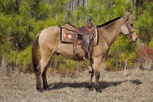 Gorgeous Buckskin John Mule With Ranch Experience! (Sold)
