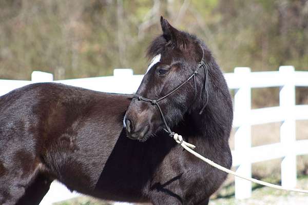 gaited-ponies-for-sale-racking-horse